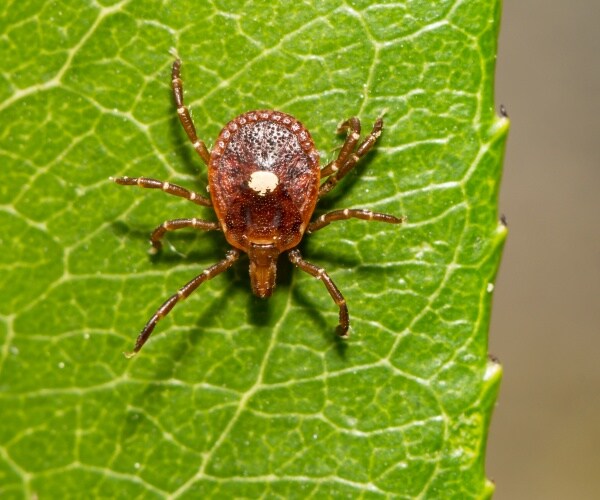 lone star tick on leaf