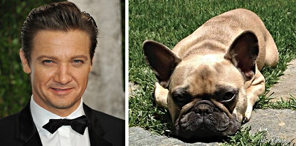 Jeremy Renner Offers $5,000 Reward for Return of His Missing Dog