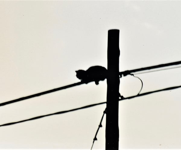 Verizon Suspends Worker For Rescuing Cat From Telephone Pole