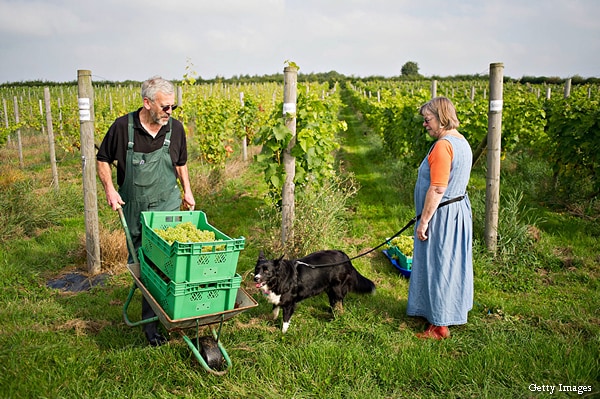 Vineyards Spread Northward as Climate Warms