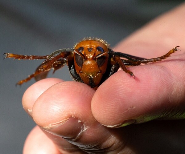 hand holds murder hornet