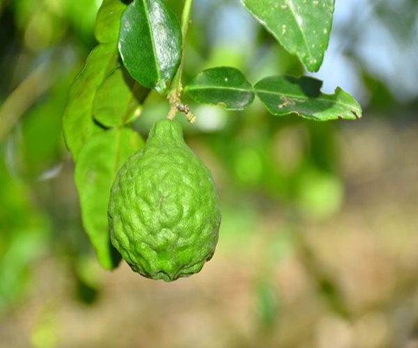 Lower Cholesterol Naturally With Bergamot