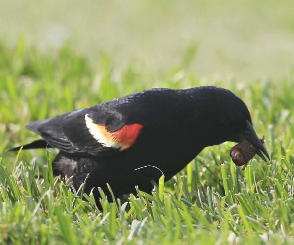 A Red-winged Blackbird eats a beetle in in Benton Harbor, Mich. 