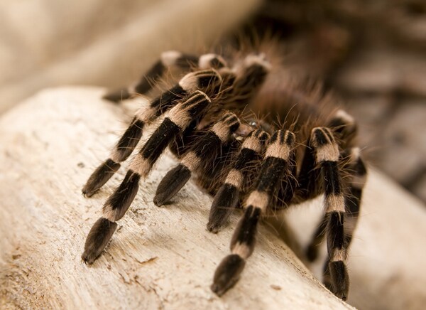 John Lennon Spider Namesake Is a Hairy Brazilian Tarantula