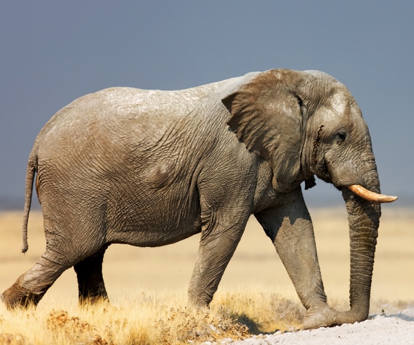 Elephant Kills Hunter in Namibia