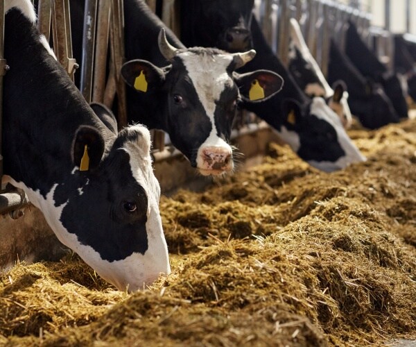 dairy cows at a dairy farm