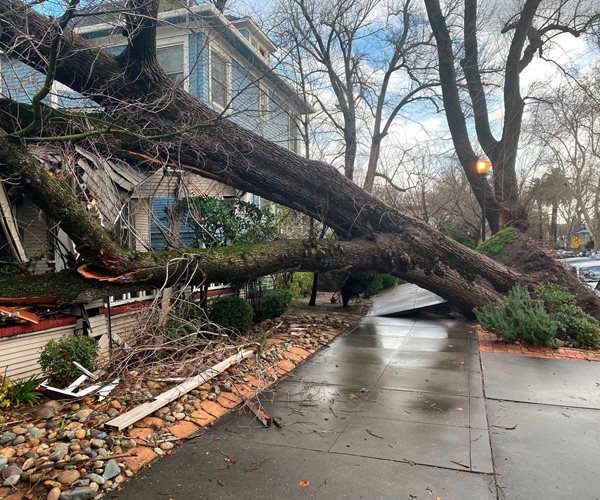 a fallen tree atop a house