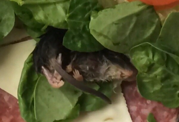 Mouse in Subway Sandwich a Reward for Eating Your Spinach