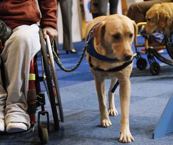 Special Needs Dog: Caring for a Rescued Pet With a Traumatic Past