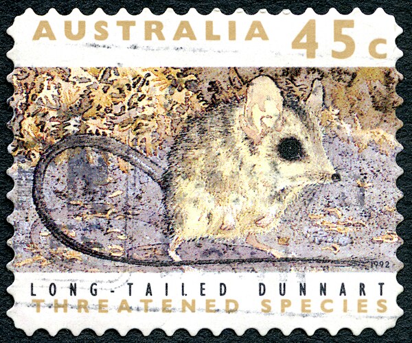 a used postage stamp from Australia, depicting an image of a long-tailed dunnart