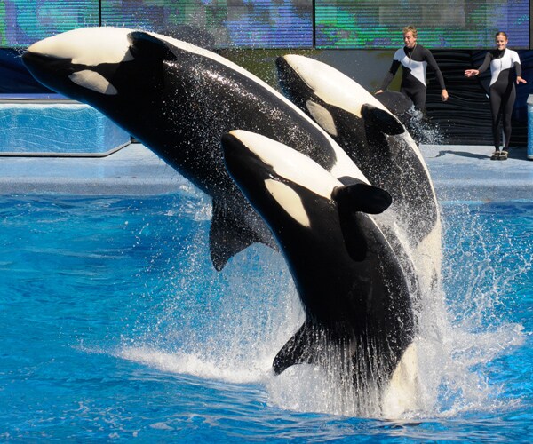 SeaWorld Killer Whale Dies in San Antonio, the Third Casualty in 6 Months