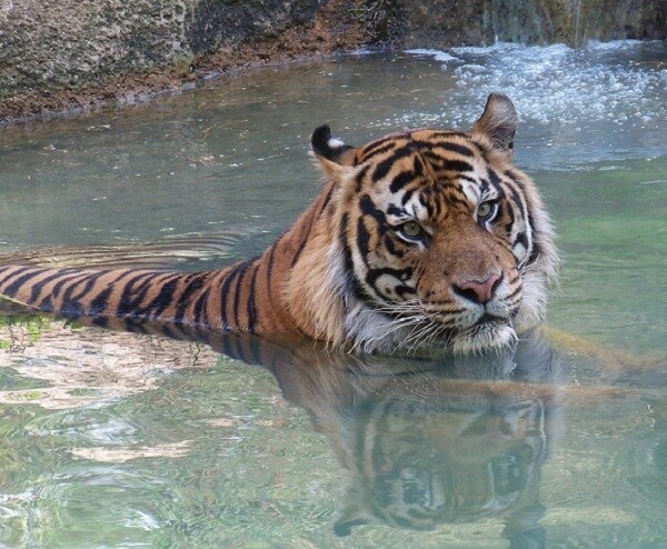 Sumatran Tiger Mauled to Death by Her Mating Partner at Zoo