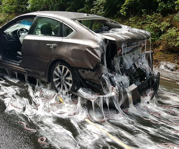 Oregon Hagfish Slime Coats Cars After Truck of Eels Overturns