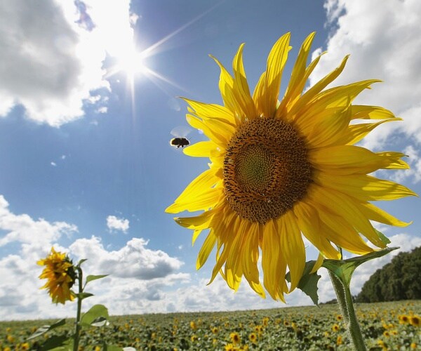 sunflowers are in full bloom on a sunny day