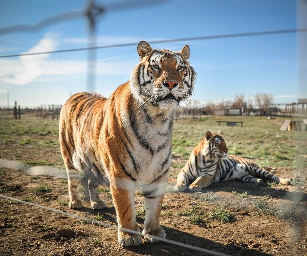 Court Orders Shorter Sentence for 'Tiger King' Joe Exotic