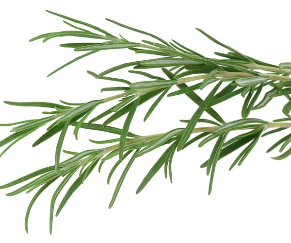 close-up of herb rosemary