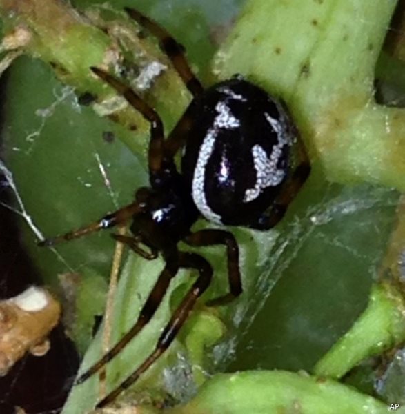 False Widow Spiders Infestation Closes Down British School