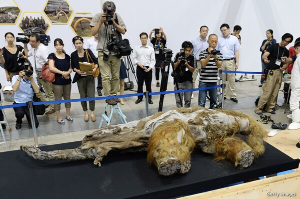 Woolly Mammoth, Found Well-Preserved in May, to Go on Display in Japan