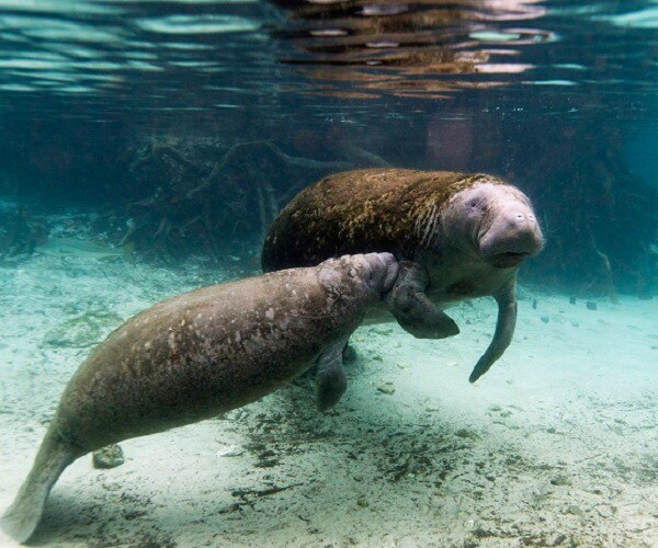 Manatee Swarm Having Hot Time at Warm Spring in Florida