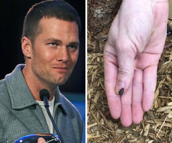 Zoo Atlanta: 'Tom Brady' Cockroach Named After Losing Super Bowl Bet