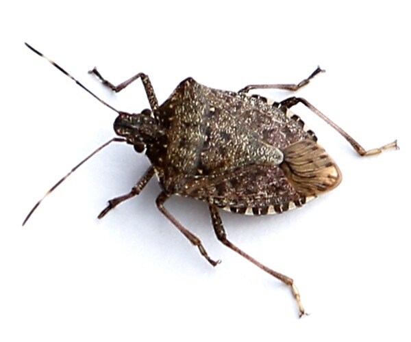 the polar vortex likely killed as much as 95 percent of stink bugs.