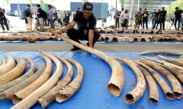 Thailand Seized Elephant Tusks — 3 Tons — in Second Largest Bust Ever