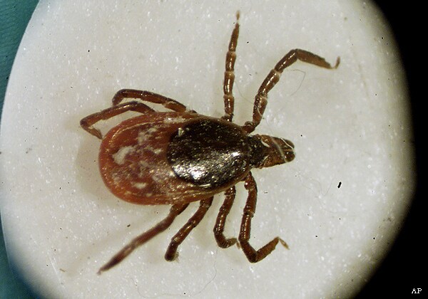 CDC: Lyme Disease Affects 10 Times More People Than We Thought