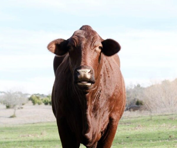 brown cow