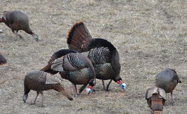 Tumor-Causing Virus in Wild Turkeys Not Decimating Them