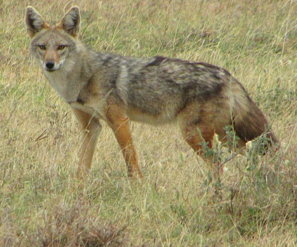 African Golden Wolf: New Canine Species Found Among Jackal Population