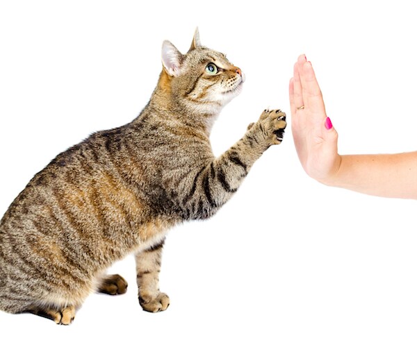 Shelter Cats Taught to High-Five Humans in Adoption Effort