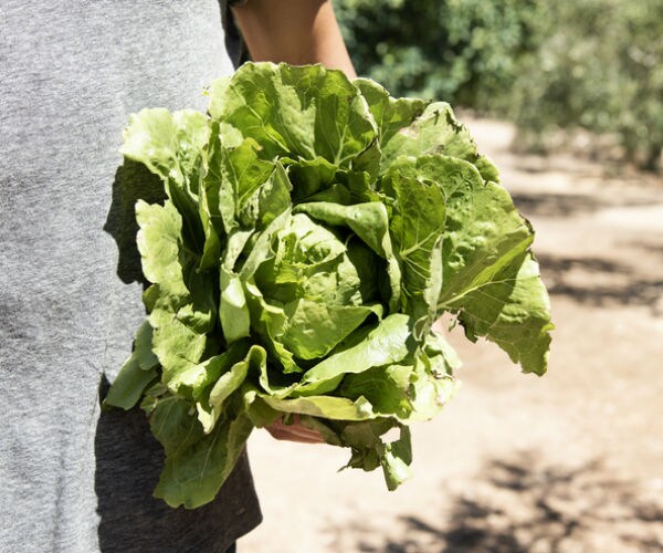 Romaine Lettuce Outbreak Tied to Tainted Irrigation Canal