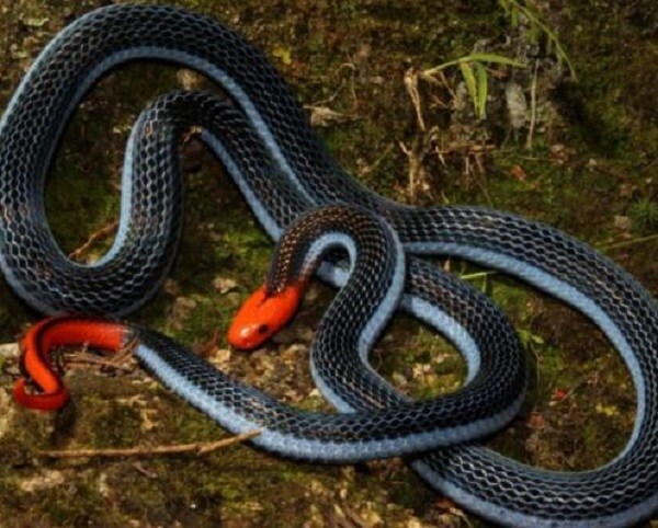 Coral Snake Venom, Though Super Toxic, May Be a Pain Med