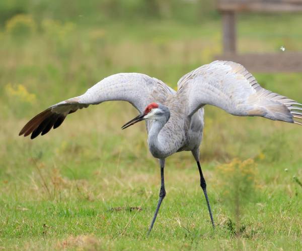 National Bird Flu Outbreak Kills Sandhill Cranes - Newsmax