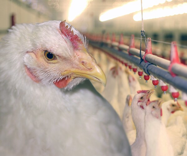 Bird Flu in Tennessee Detected in Tyson Foods Breeder Flock