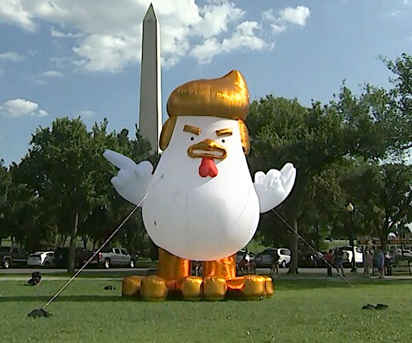 Trump-Like Inflatable Chicken Perched Outside White House