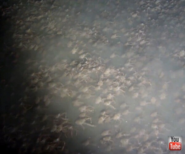 Red Crabs Swarm 'Like Insects' Above Ocean Floor (Video)