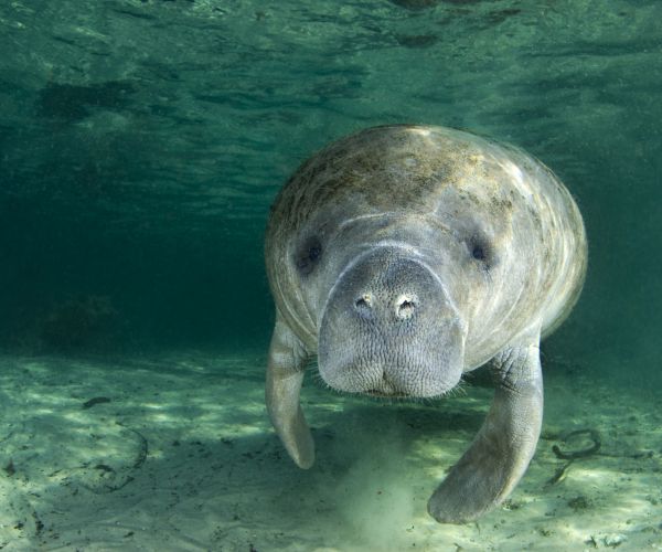 Manatees' Endangered List Removal Upsets Conservationists