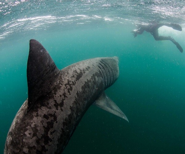 Basking Shark Tracked by Satellites, Crowdsourced Info