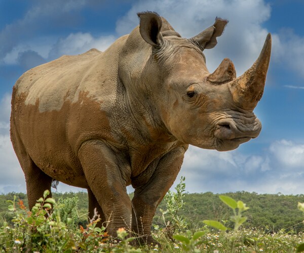 Test-tube Rhino Created In Effort To Save Near-extinct White Rhino 