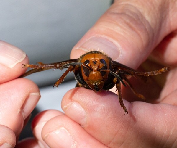 a man's hand holds a murder hornet.