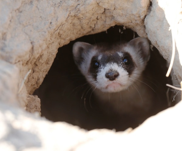 black footed ferret is shown looking out of a tunnel