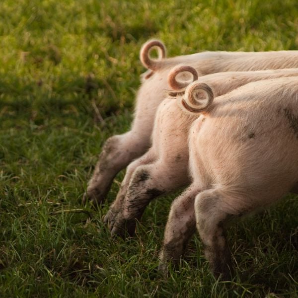 Piglets Served to Firefighters Who Rescued Them From Barn Fire