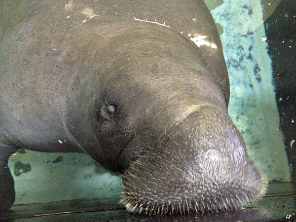 Snooty the Manatee Turns 65, Just Floating Through Life in Florida