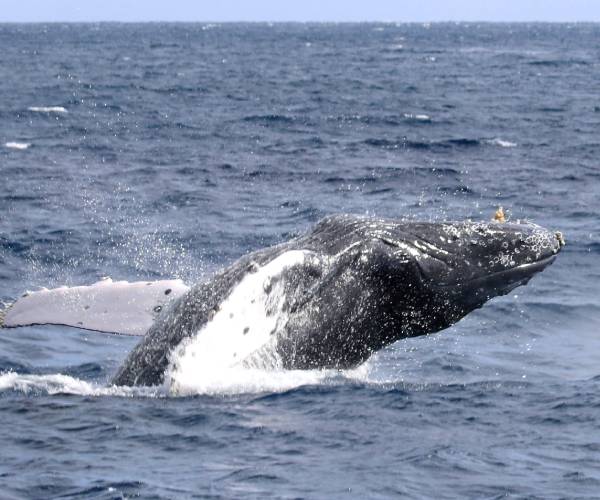 humpback whale jumping from the water