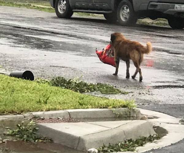 Otis the Dog, Harvey Escapee Carrying His Own Food, Wins Hearts