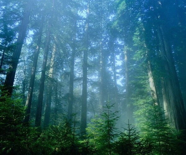 forest with tall trees