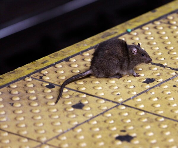 Leptospirosis: New York Rat Pee Disease Kills 1, 2 Others Ill