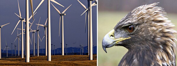 Eagles, Wind Farms Don't Mix; Study Finds 67 Bird Deaths in 5 Years 