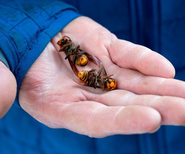 Dead 'Murder Hornet' Found Near Seattle Is First This Year